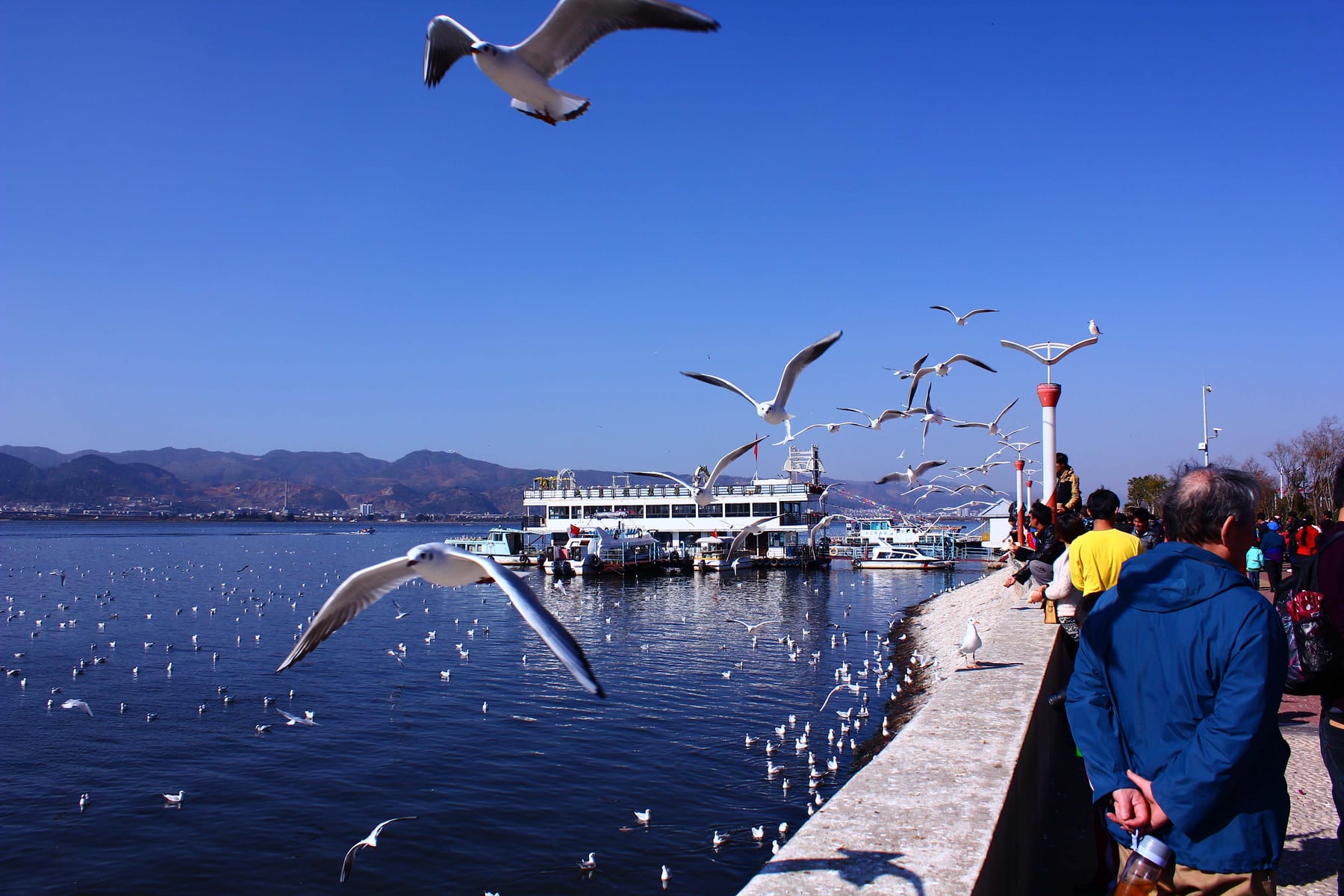 Black-headed gulls over Dianchi at Haigeng, the Western Hills behind