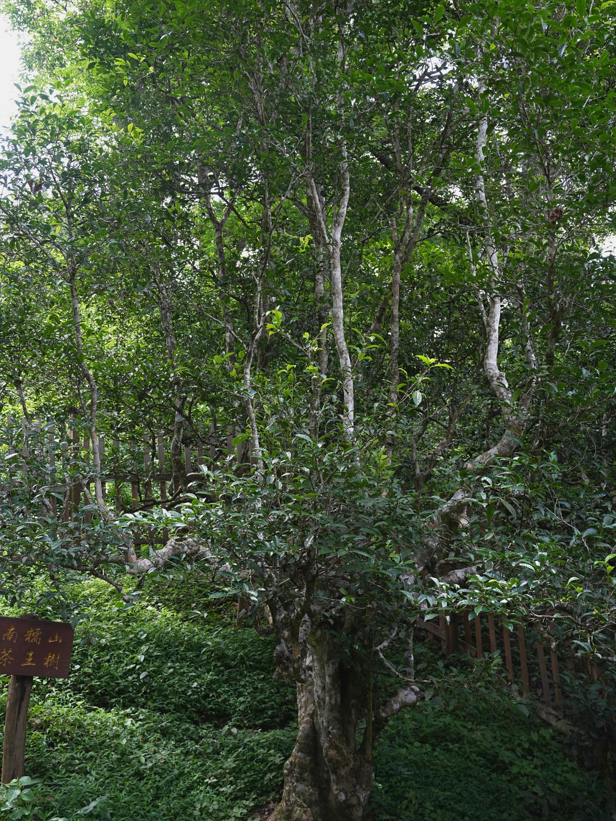 The Tea King Tree of Nannuo Mountain — 茶王树 — behind its low wooden fence