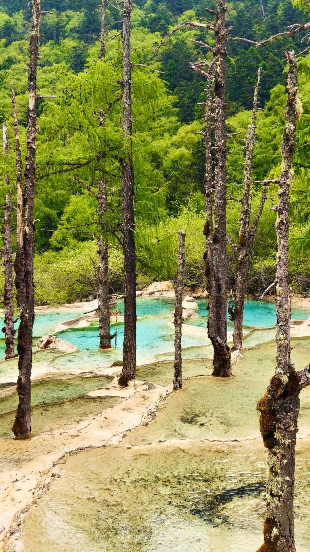 Close-up view of tall, weathered evergreen trees standing beside shallow, pale-teal mineral pools, h
