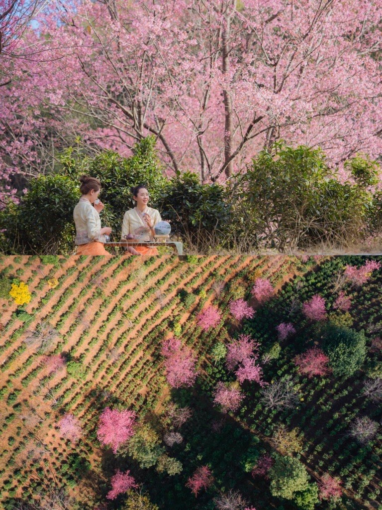 Women in traditional dress at a tea ceremony under cherry blossom on Jingmai Mountain