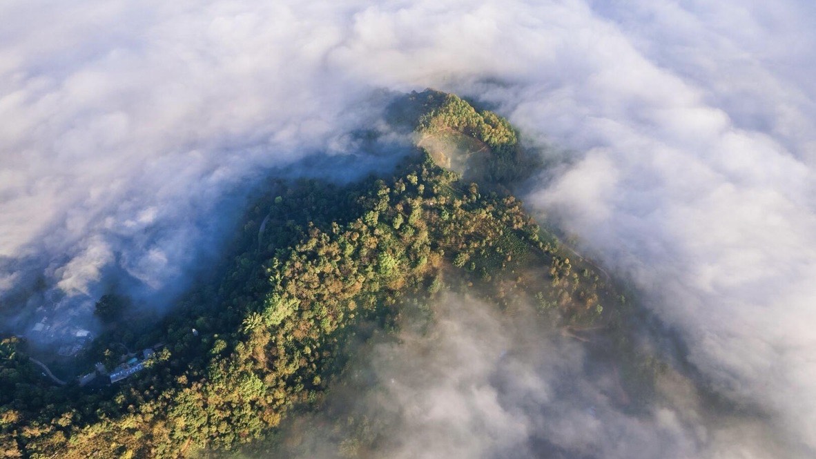 Sea of clouds over forested ridges at sunrise, Jingmai Mountain, Pu'er