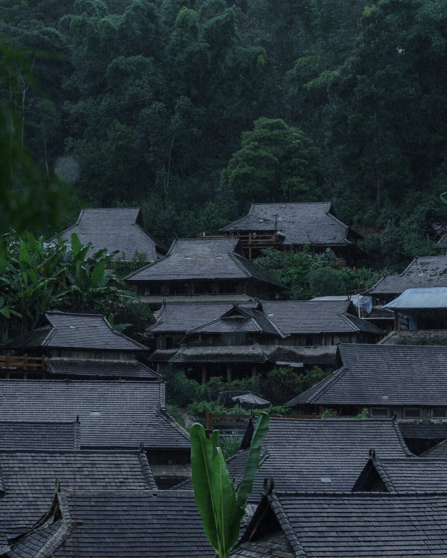Manghong village emerging from morning mist on Jingmai Mountain