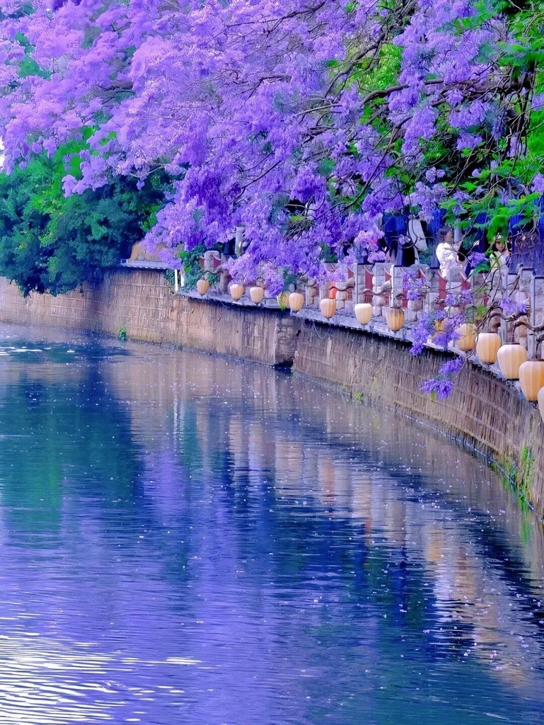 Purple jacaranda blossoms in full bloom overhanging a lantern-lined stone canal in Kunming, reflected in still water