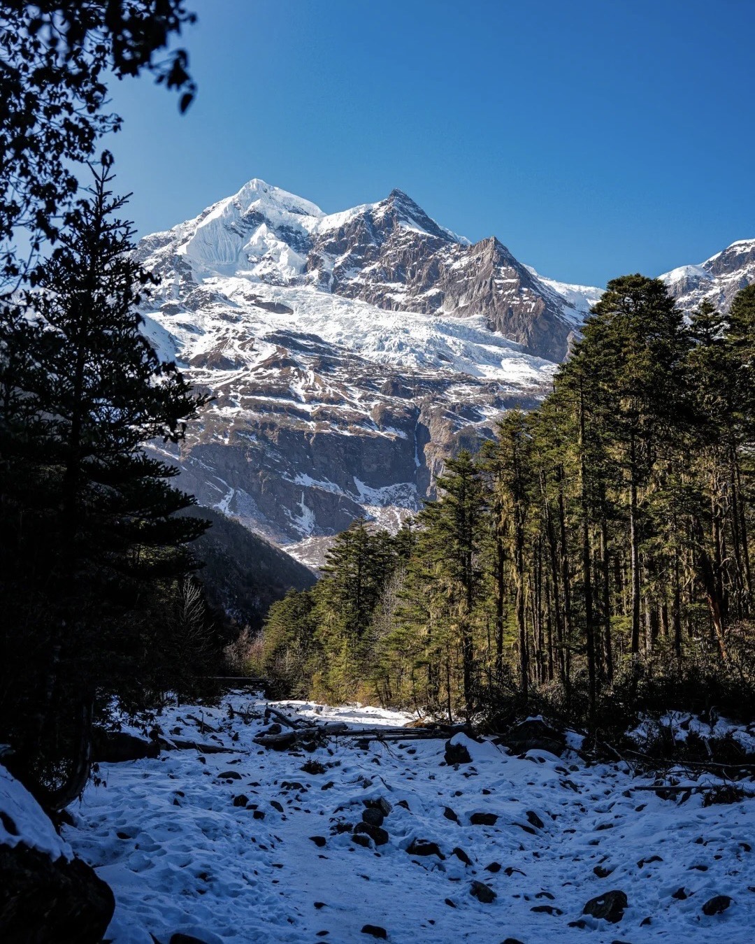 Snow-dusted pine forest trail leading toward a glaciated peak in northwest Yunnan's mountains