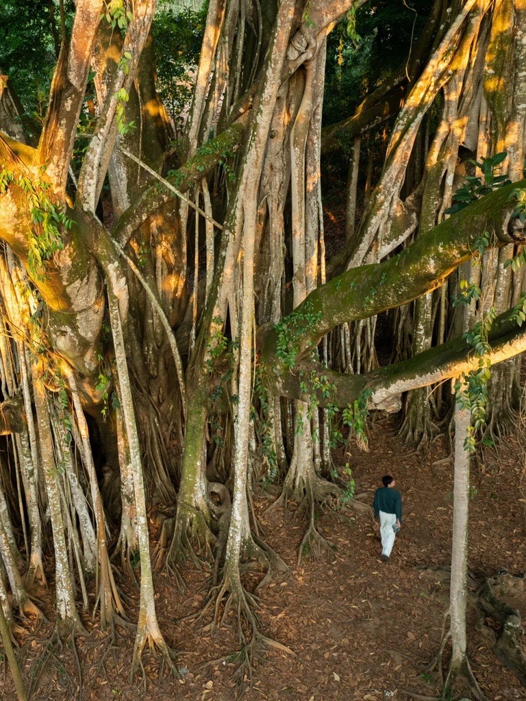 Lone walker dwarfed by the aerial roots of a giant old banyan tree in West Yunnan
