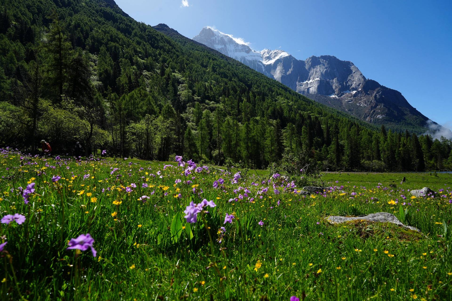 Wildflower meadow under Siguniang's snow peak