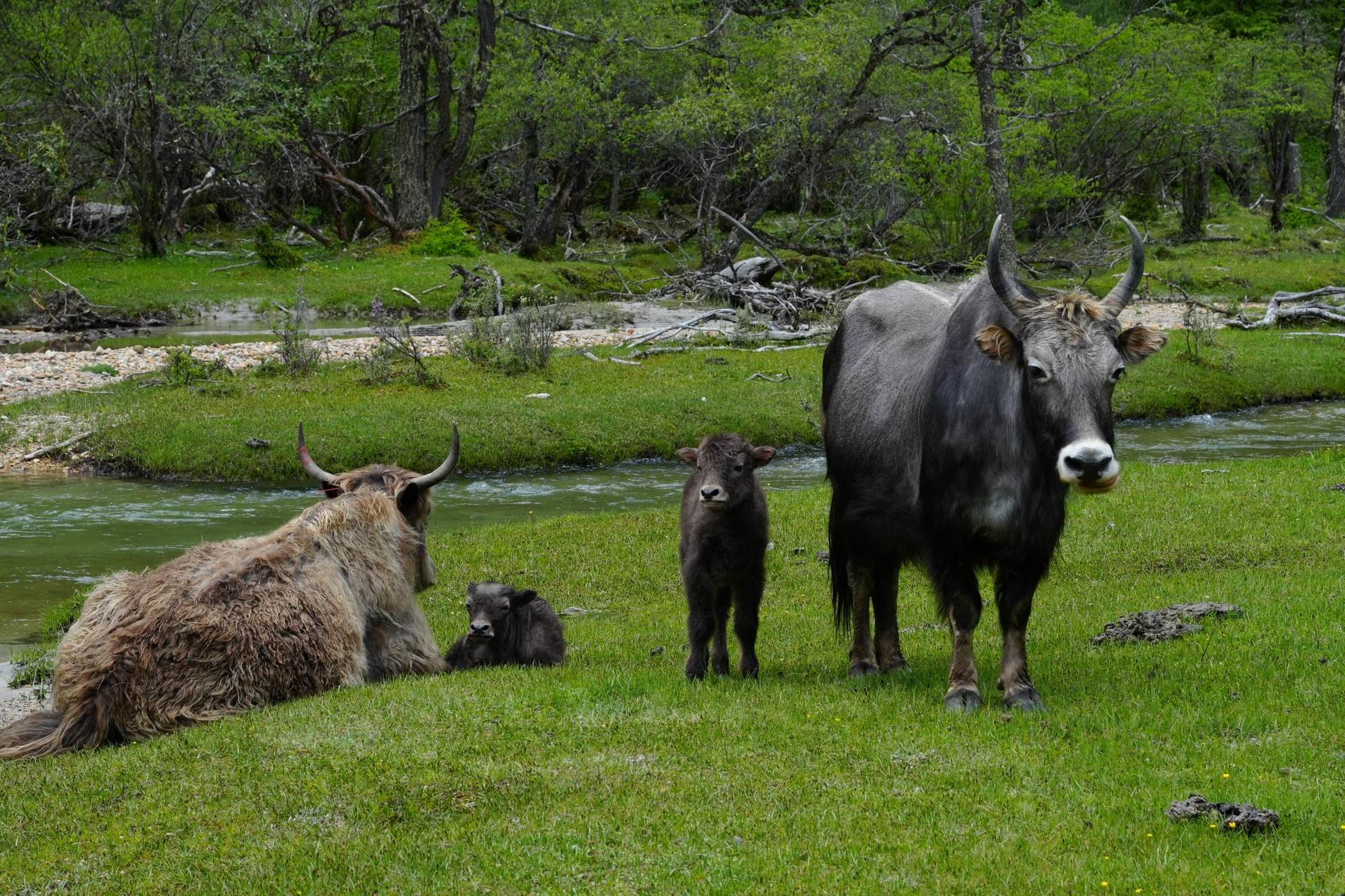 Yak family grazing in a stream-lined meadow at Siguniang
