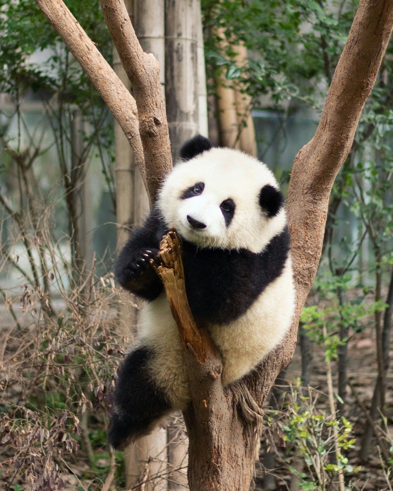 Giant panda cub clinging to a tree trunk among bamboo and greenery at a Chengdu panda reserve.