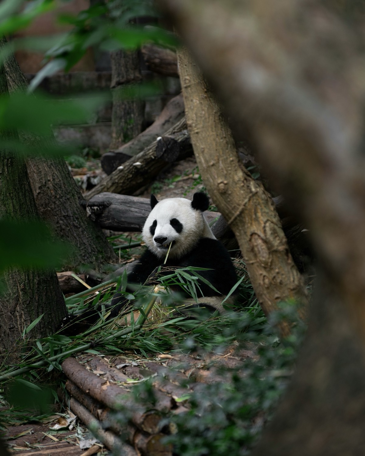 Giant panda reclining among bamboo and logs, chewing a bamboo stalk in a leafy Chengdu enclosure.