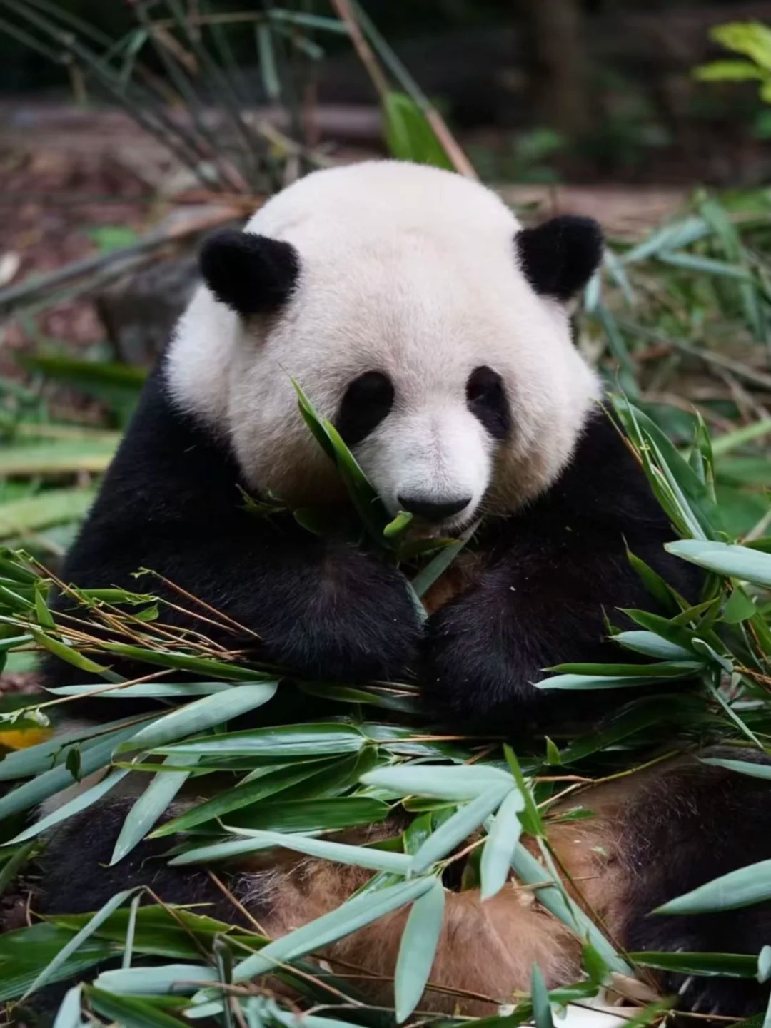 A giant panda holding a bundle of bamboo in its paws, close up, Sichuan — Classic China pandas & Zhangjiajie tour