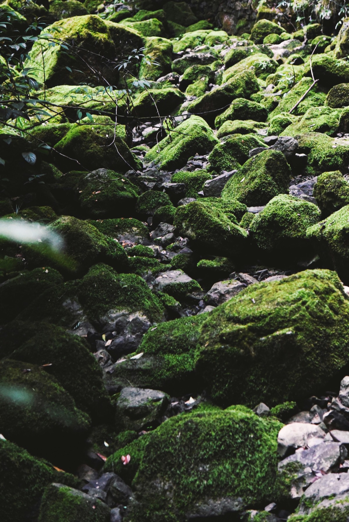 Moss-covered boulders scattered across a rocky forest stream bed among green foliage in Chongqing's Wulong karst.