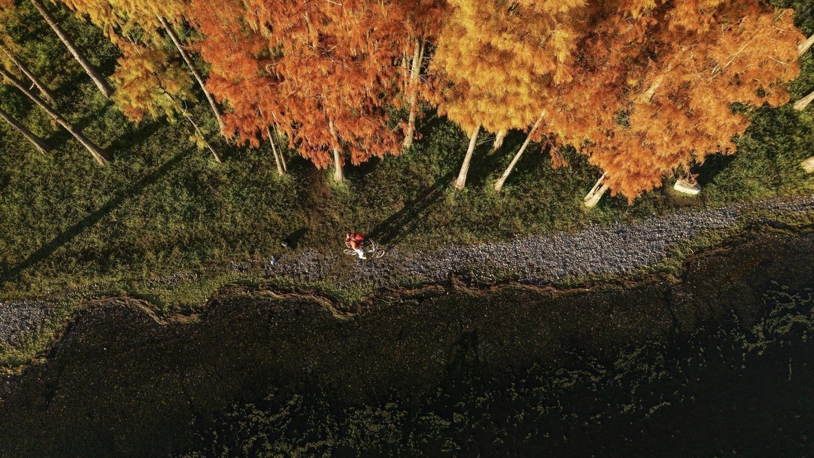 Overhead view of golden autumn trees lining a lake edge as a cyclist rides the shoreline path near Dali.