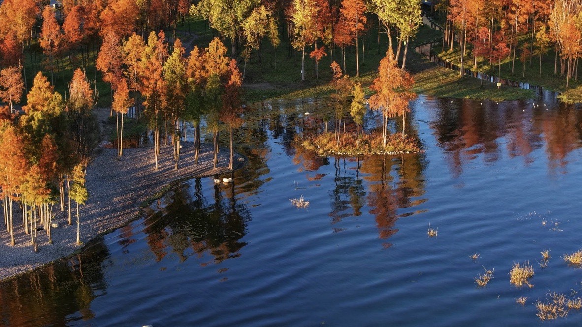 Orange autumn cypress trees line a calm lake at Dali, their fiery reflections mirrored in the still water.