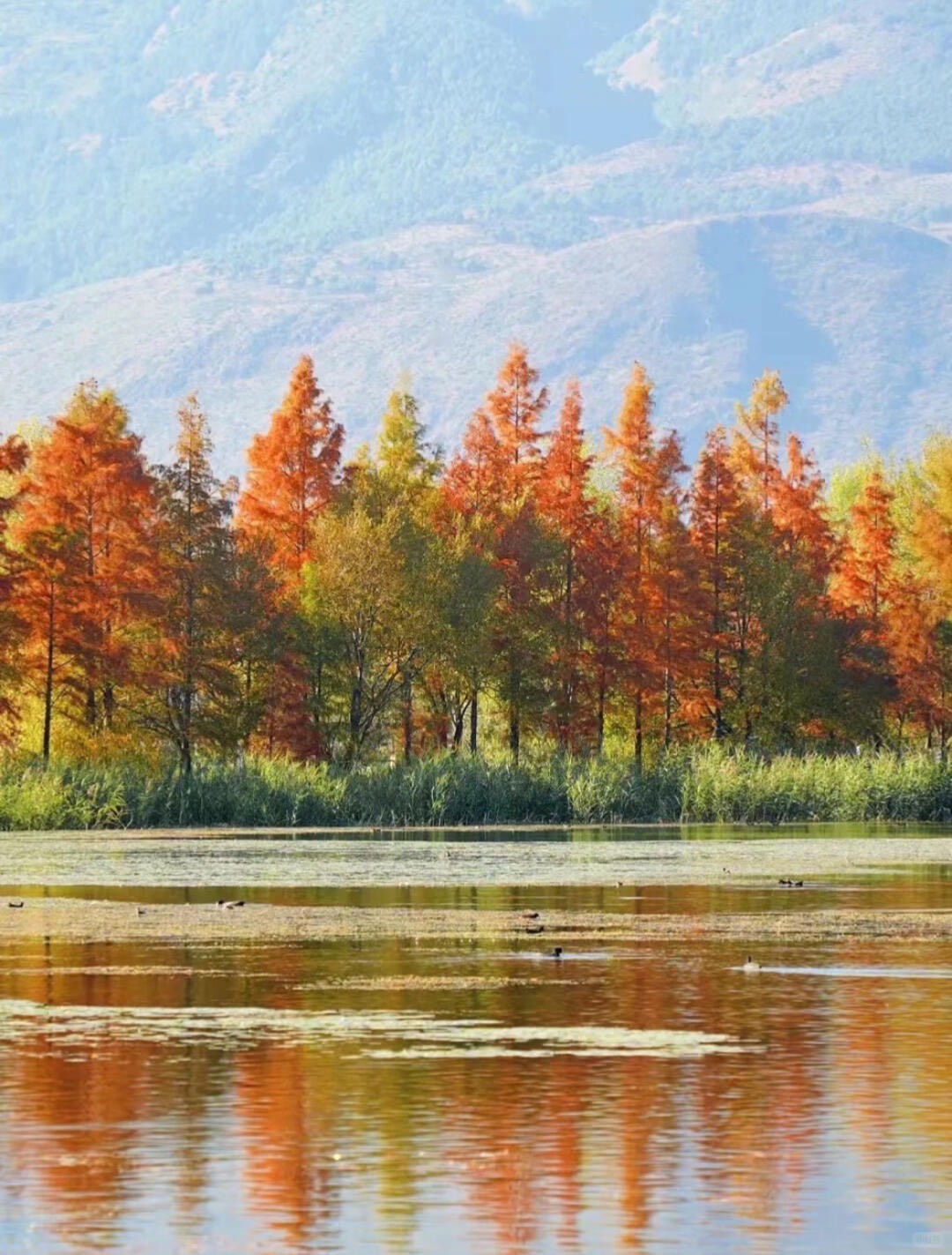 Fiery red and orange autumn trees reflected in a still lake with reeds and waterfowl, framed by mountains near Dali.
