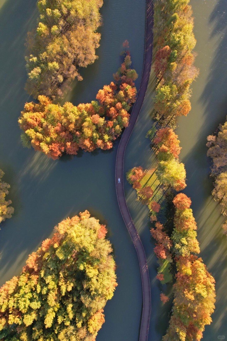 Aerial view of a curving boardwalk crossing wetlands between islands of red and gold autumn trees near Dali.