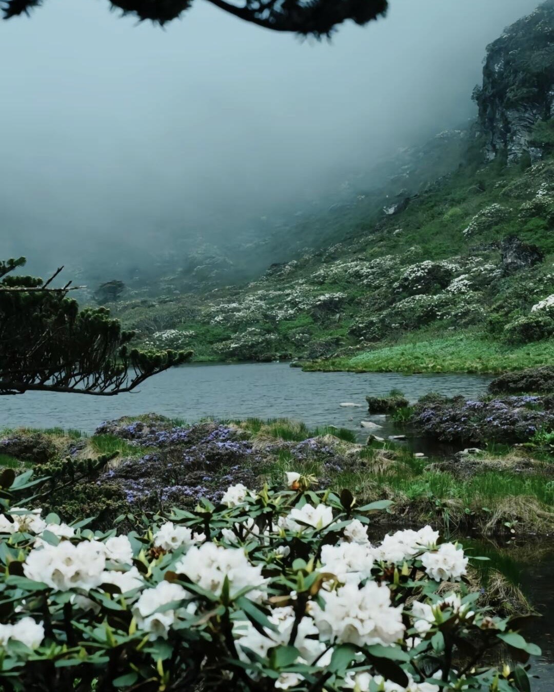 White rhododendron blooming beside a misty alpine lake on Cang Mountain above Dali.