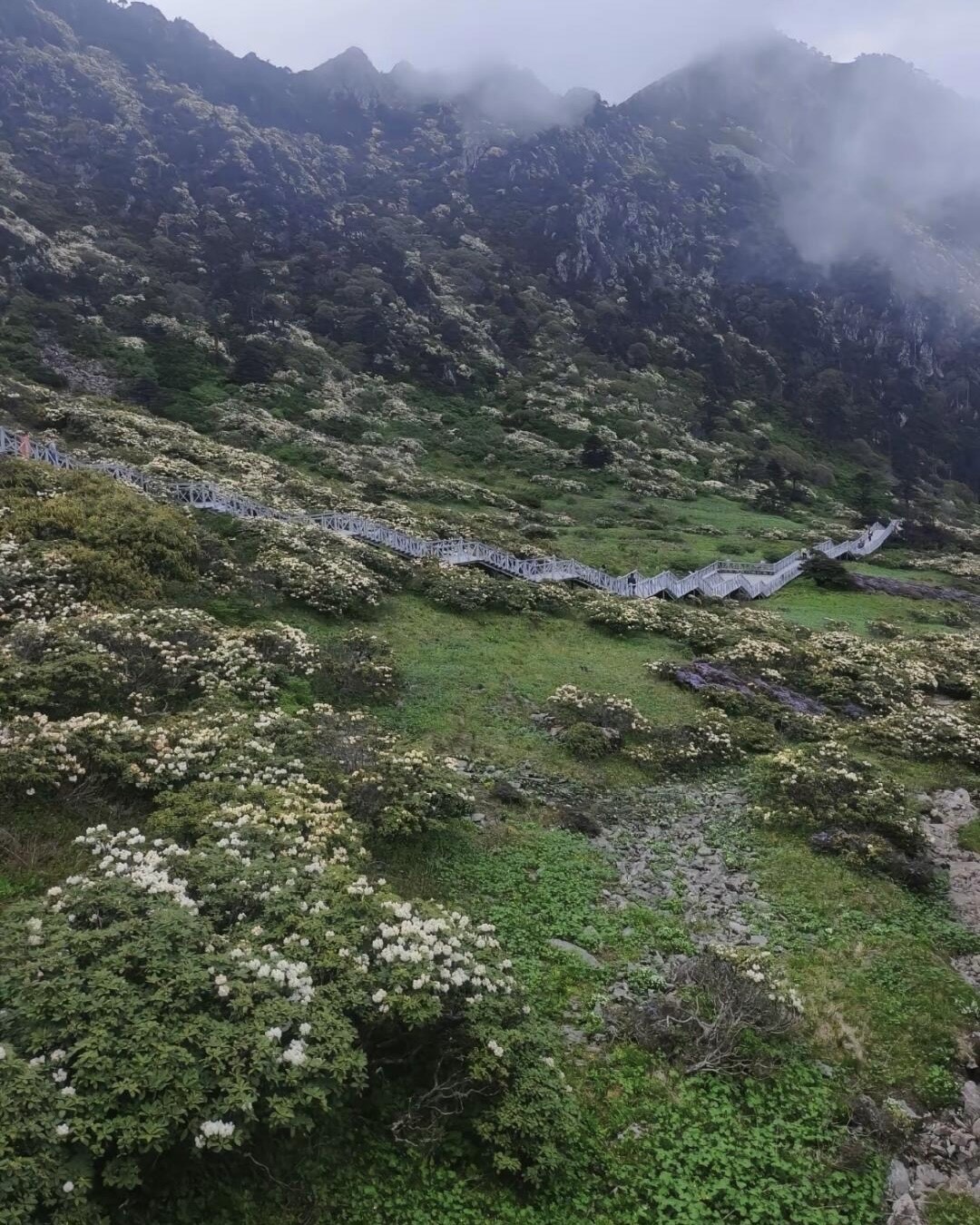 A zigzag boardwalk crossing mist-covered alpine slopes dotted with white flowering shrubs on Dali's Cang Mountain.
