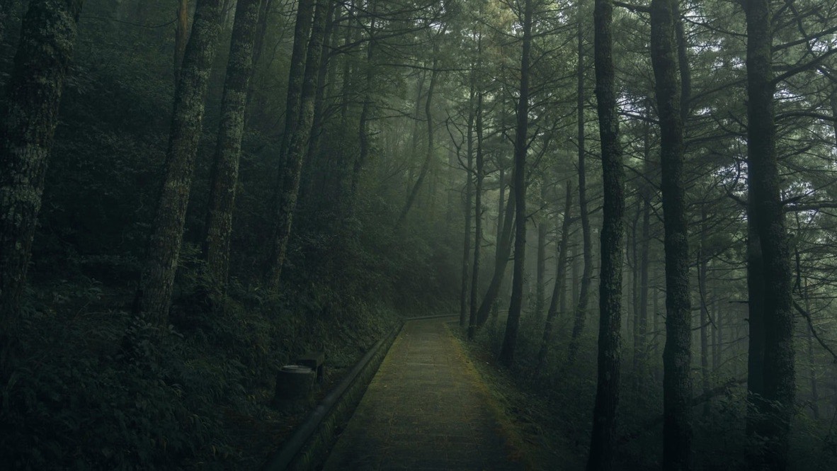 A paved path winding through a foggy forest of tall dark pines on Dali's Cang Mountain.