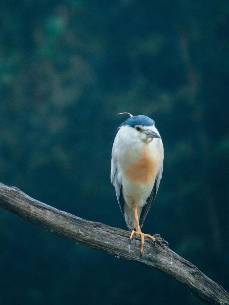 Black-crowned night heron perched on a bare branch against dark green foliage on Cang Mountain.