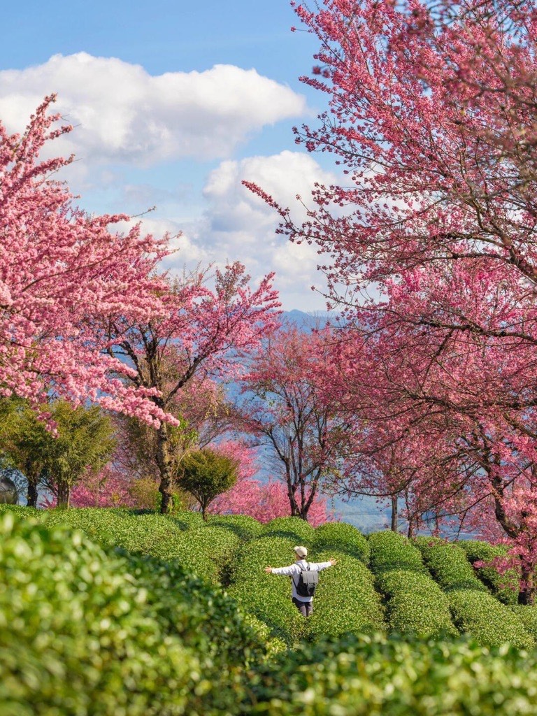 A hiker stands arms-open among rounded green tea hedges beneath pink cherry blossoms and distant mountains at Dali.