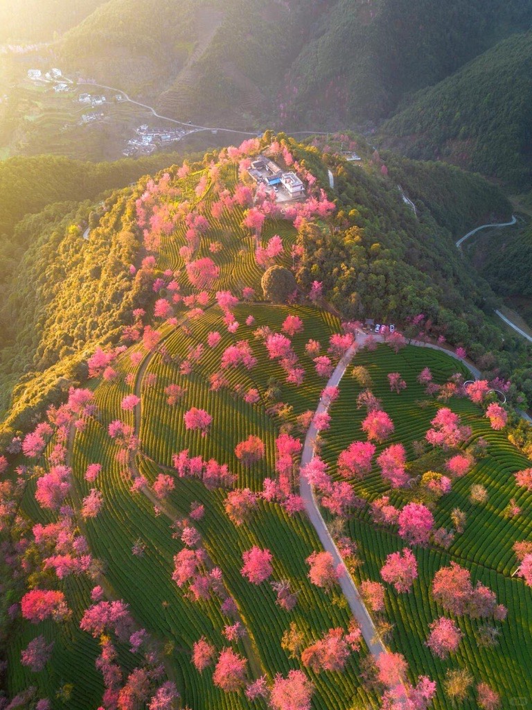 Golden light spills over a Dali hillside of terraced tea fields studded with blooming pink cherry trees.