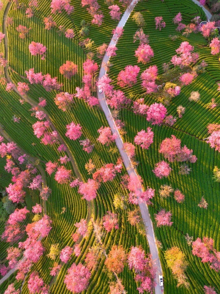 Aerial view of a road winding through green tea terraces dotted with pink flowering cherry trees near Dali.