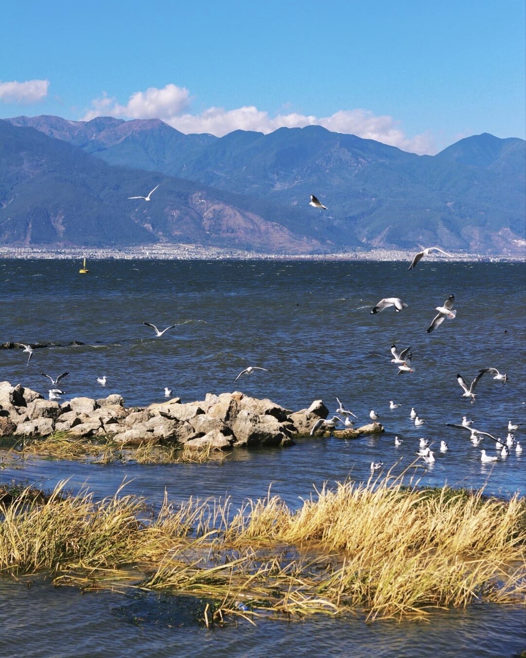 Gulls wheeling over Erhai Lake above rocky reed-fringed shallows, with a long mountain range across the water.