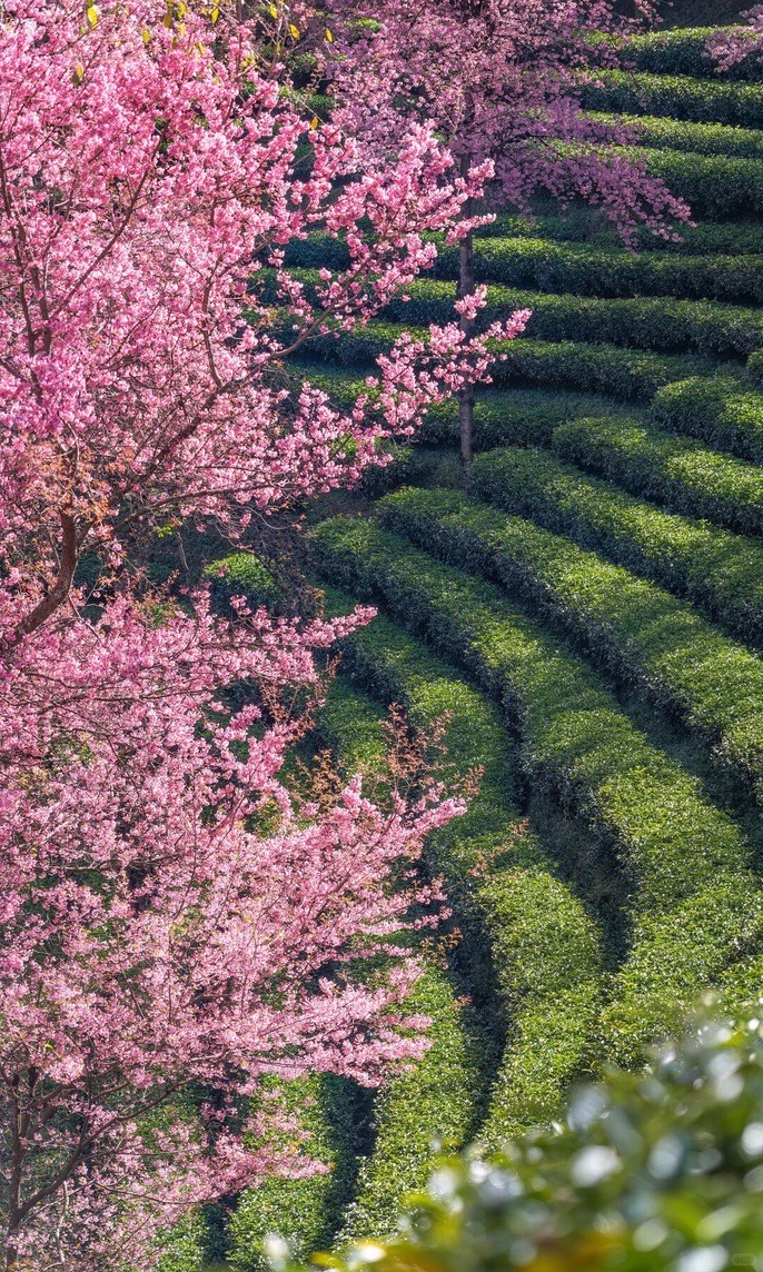 Pink cherry blossoms flowering beside neat rows of green terraced tea bushes on a Dali hillside.