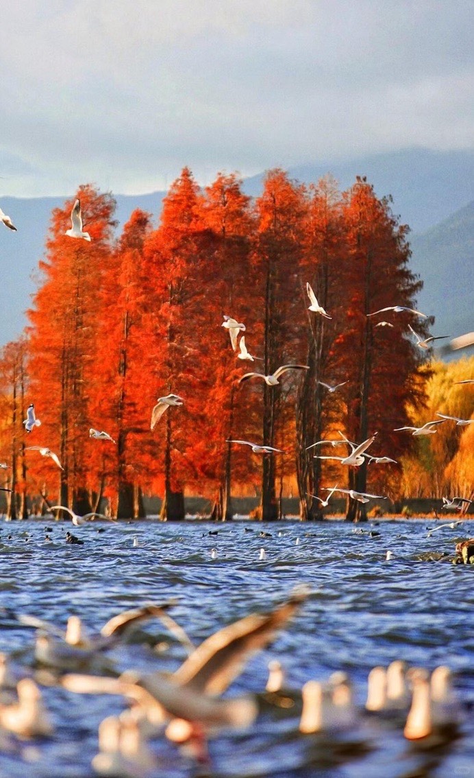 Flocks of gulls flying over a lake in front of fiery red autumn trees near Dali, with misty mountains behind.