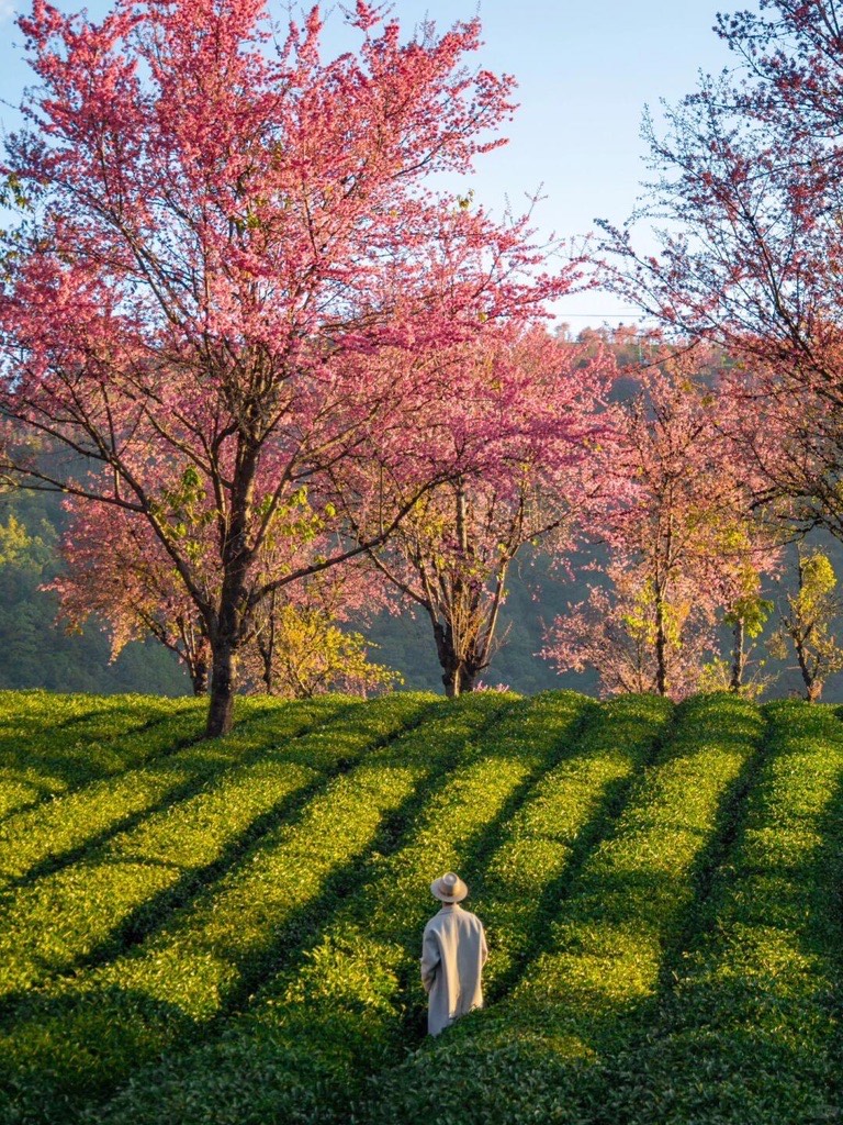 A person in a hat standing among green tea rows beneath blooming pink winter cherry trees at golden hour near Dali.