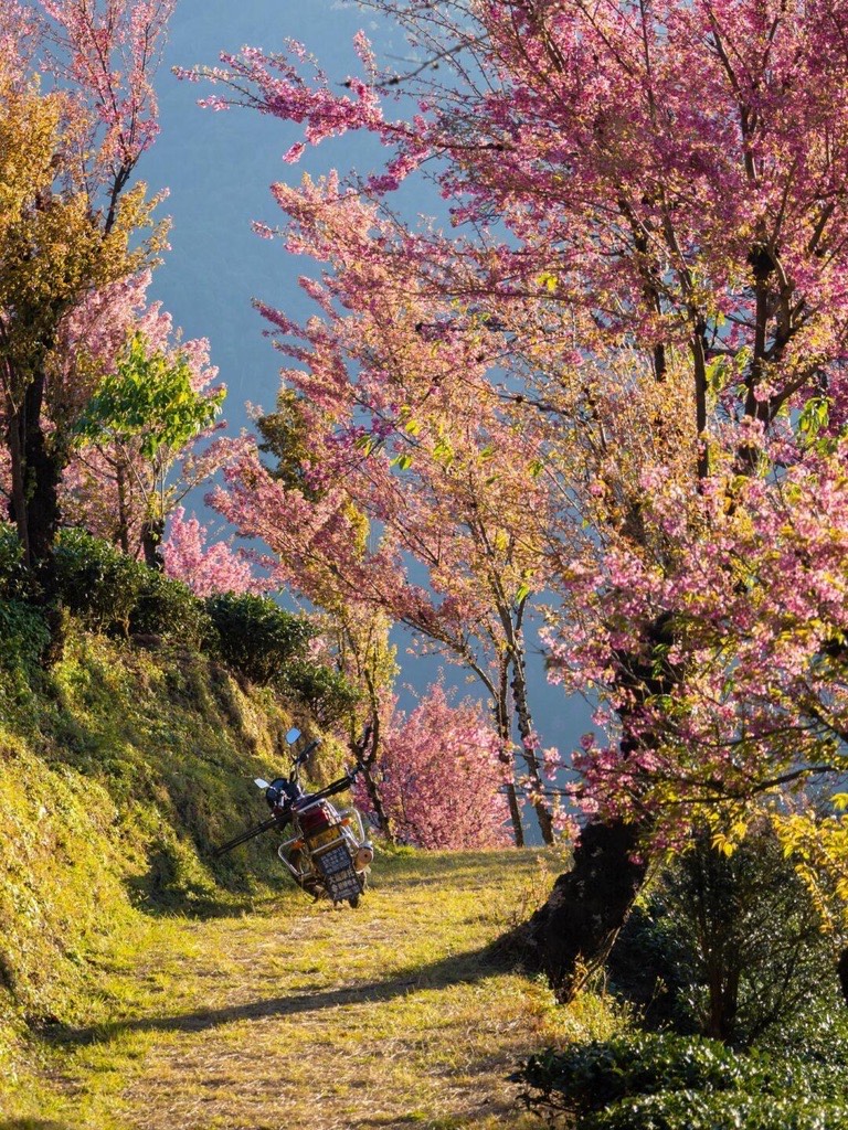 Pink winter cherry blossom trees lining a grassy hillside path above tea terraces near Dali, with a parked motorbike.