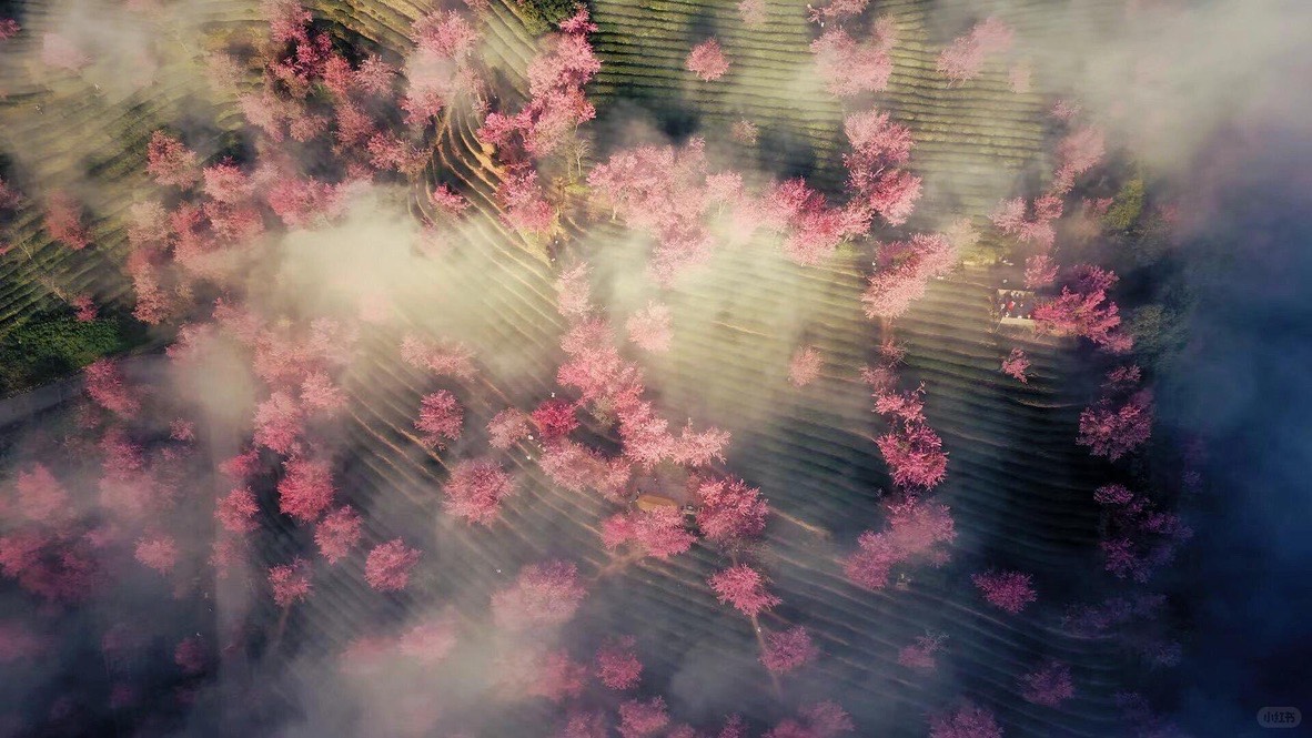 Aerial view of pink winter cherry blossoms scattered across misty green tea terraces near Dali.