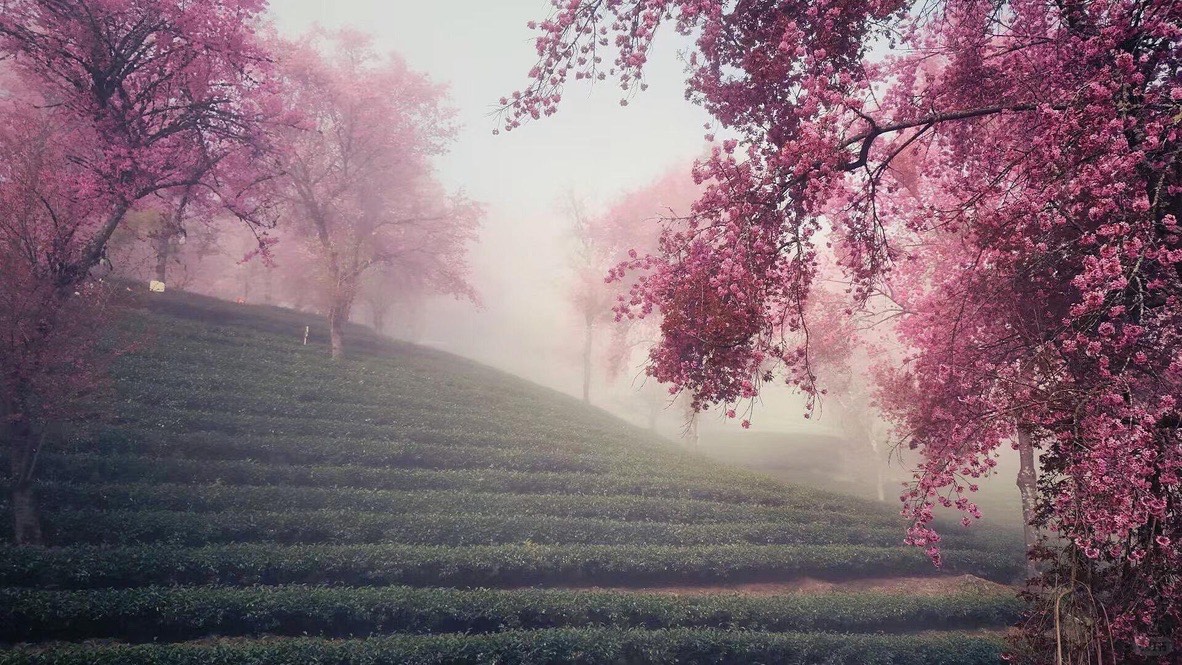 Pink winter cherry blossoms framing misty green tea terraces on a hillside near Dali.