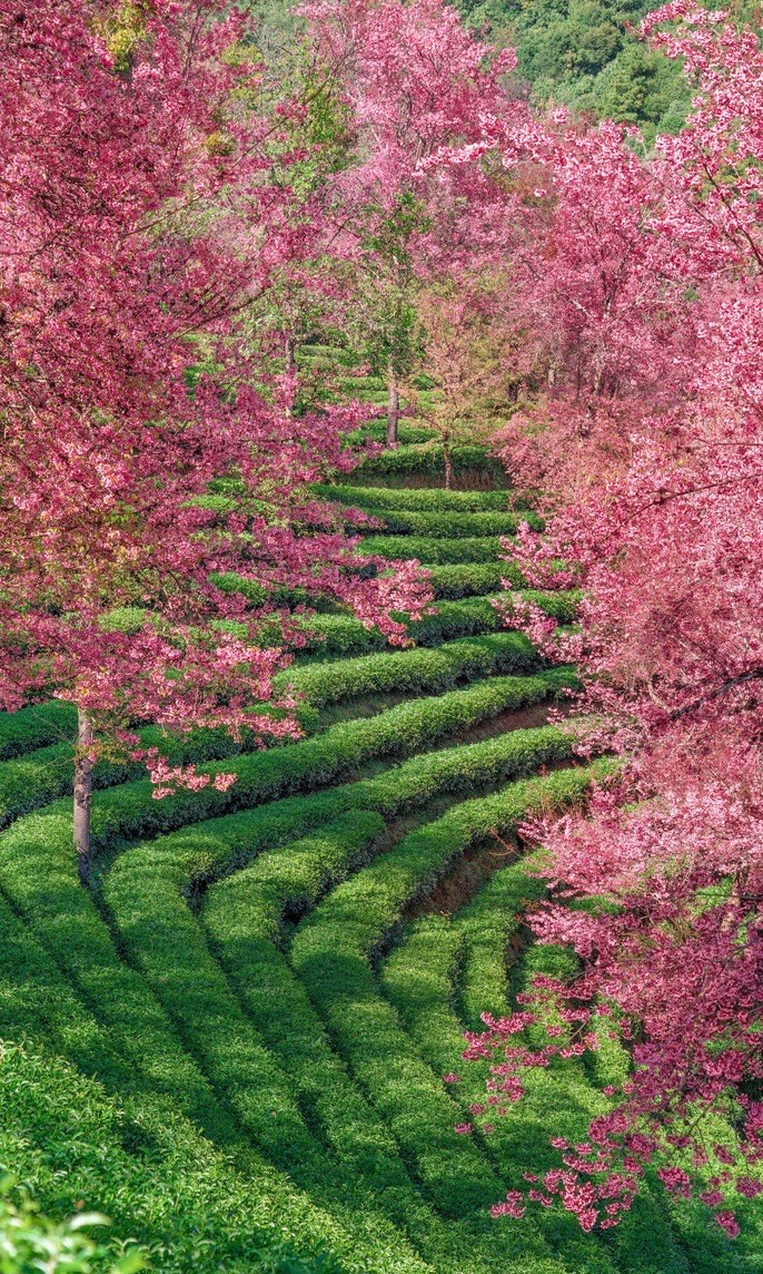 Pink cherry blossom trees framing curved rows of green terraced tea bushes on a hillside near Dali.