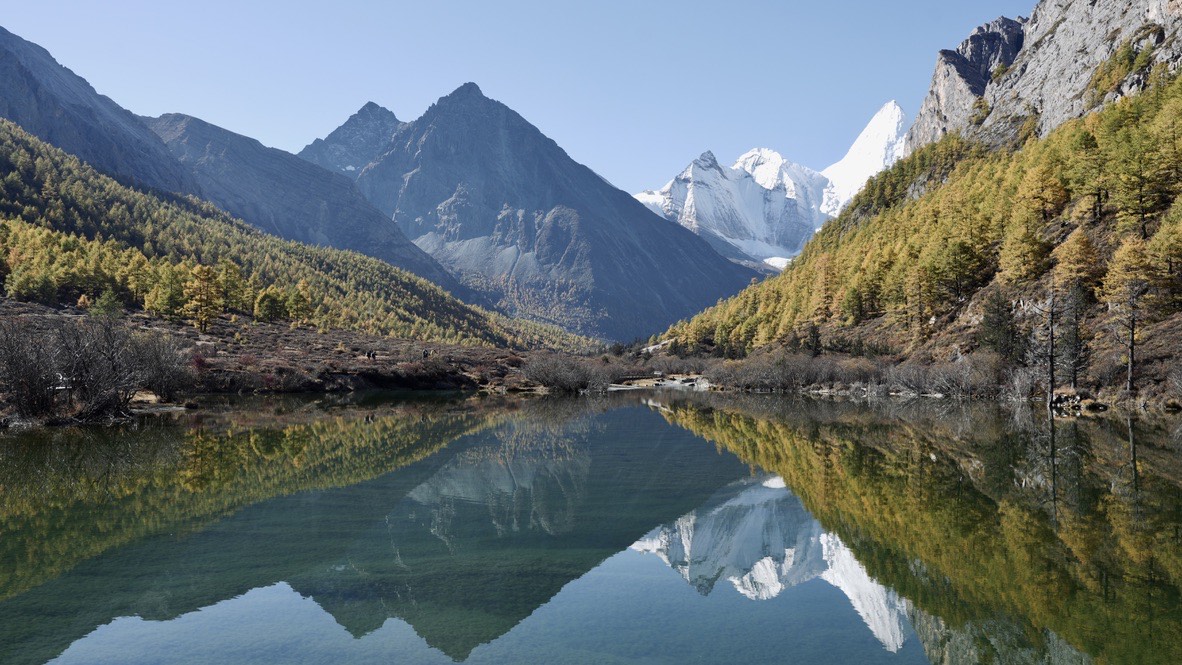 Pearl Lake (Zhuoma Lake) holds a mirror reflection of Chenrezig Peak, Daocheng Yading, autumn larch on the shore