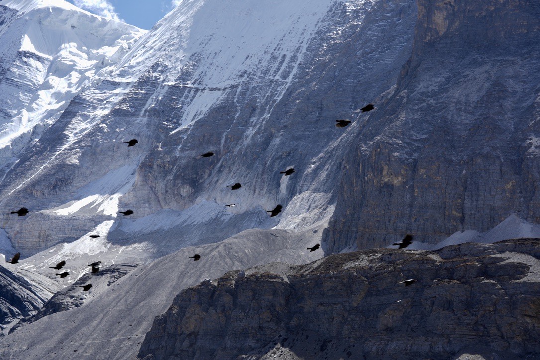 Flock of dark alpine birds in flight against a steep snow-streaked rock face on the Yading long kora.
