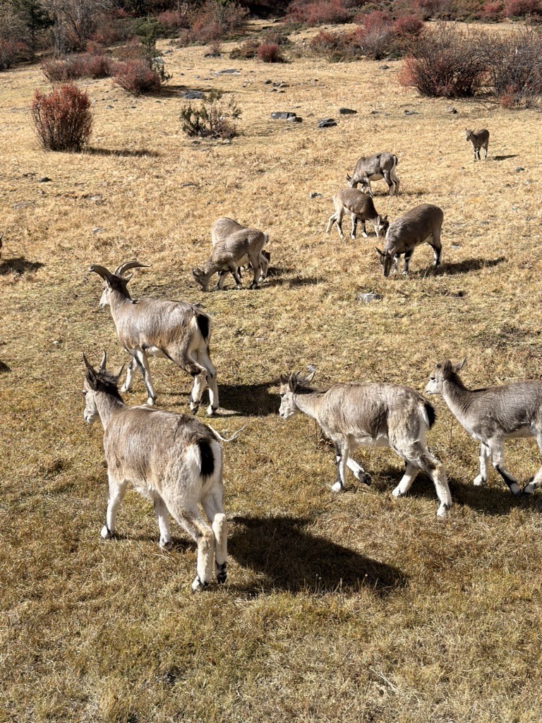 Herd of grey-brown blue sheep grazing on a dry golden alpine meadow along the Yading long kora trail.