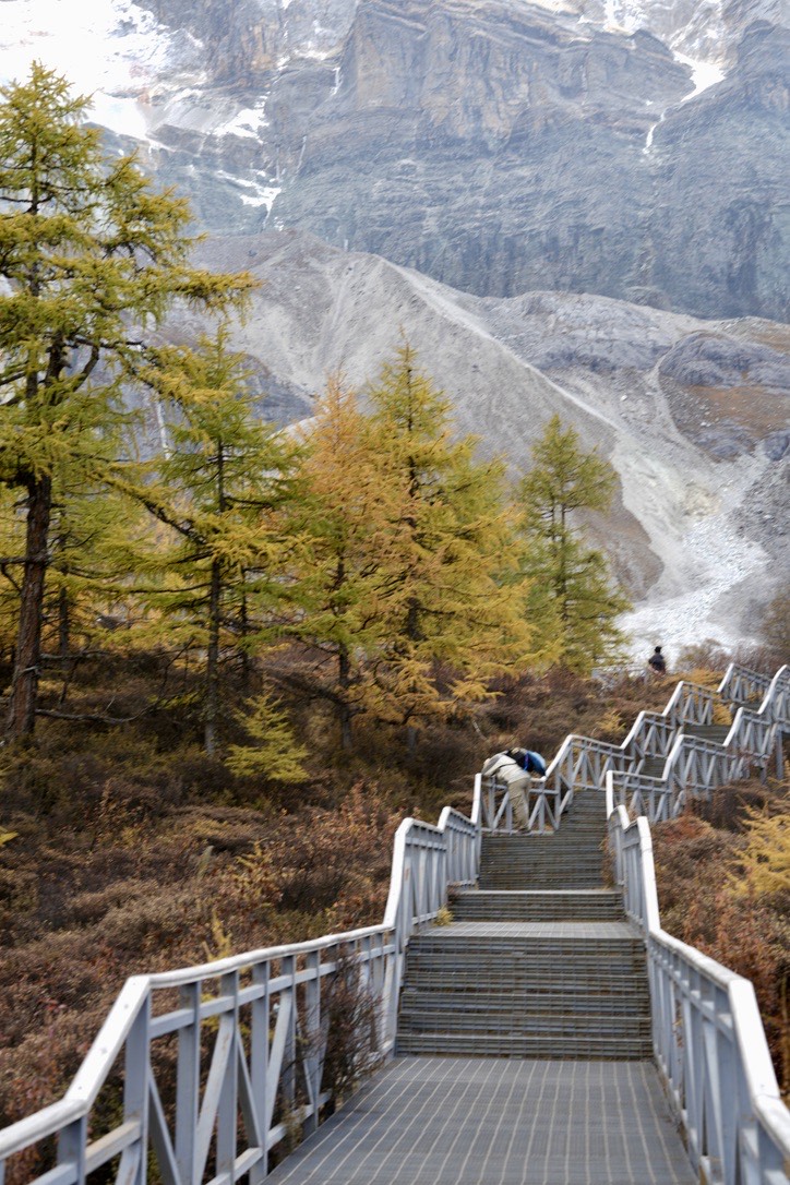 Wooden boardwalk staircase descending through golden autumn larches toward scree slopes on the Yading short kora trail.