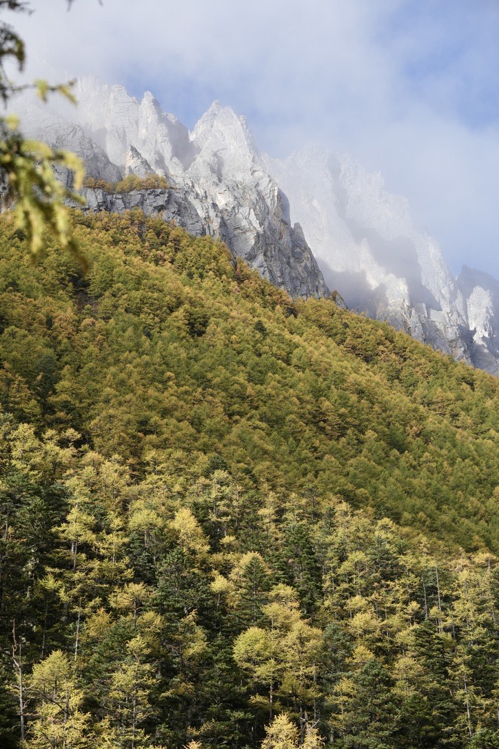 Autumn-tinged forested slope rising to jagged grey granite spires wreathed in low cloud along the Yading long kora.