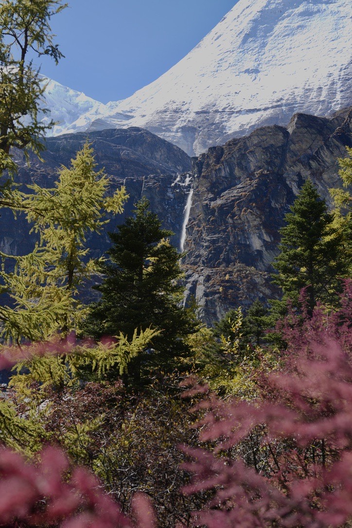 Thin waterfall streaming down a rock face below a snow peak, framed by larches and red autumn shrubs on the Yading long kora.