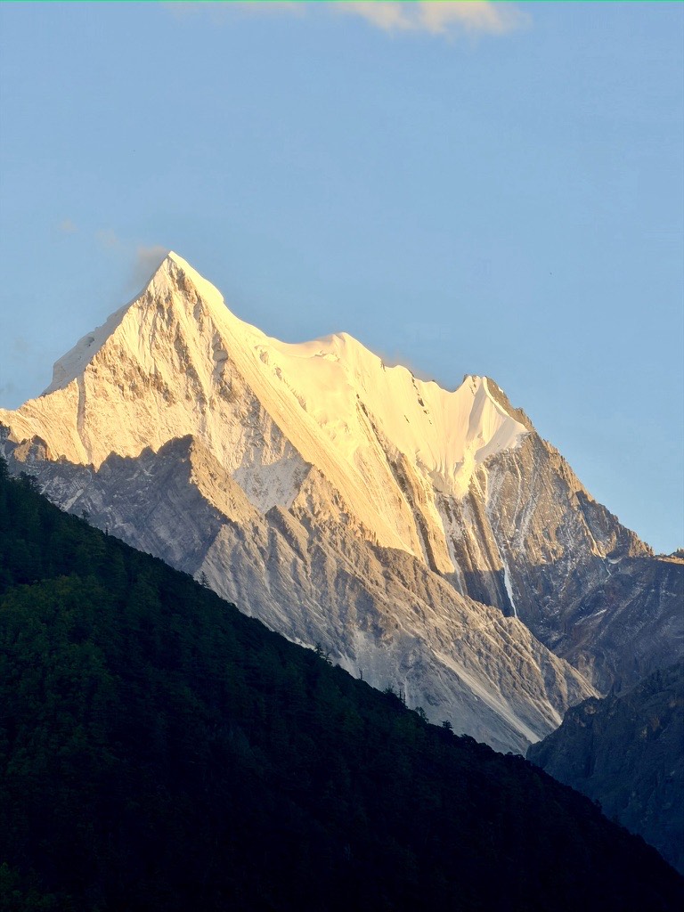 First light gilds the snow pyramid of a sacred peak above the larch forest in Daocheng Yading
