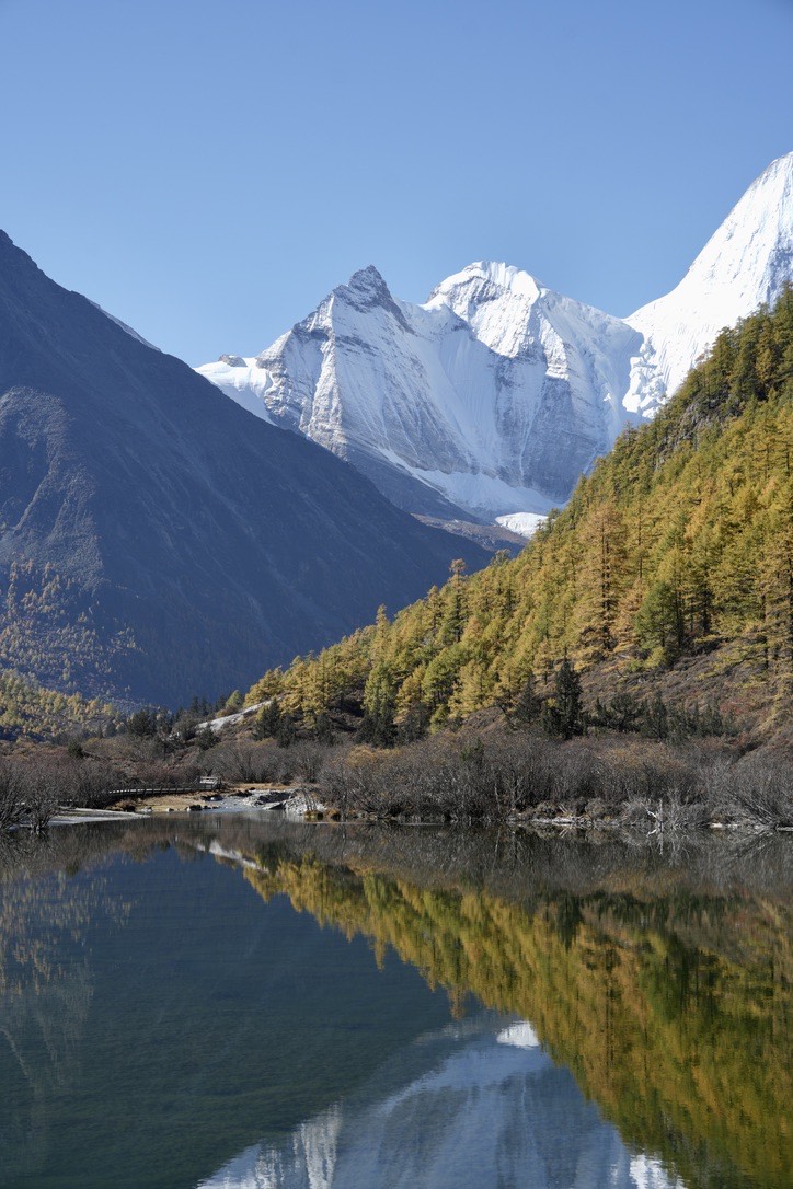 Snow-capped peak and golden larches reflected in a calm alpine lake on the Yading long kora to Milk Lake, Daocheng.