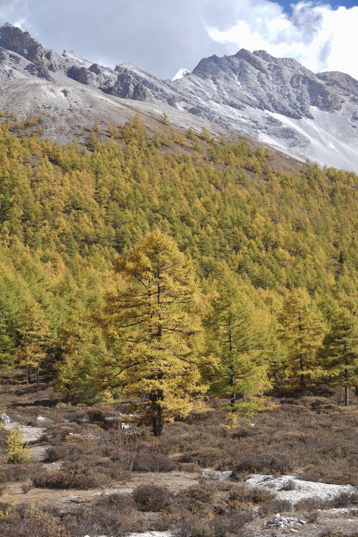 Golden autumn larch trees on a hillside beneath a snow-dusted rocky ridge along the Yading short kora, Daocheng.