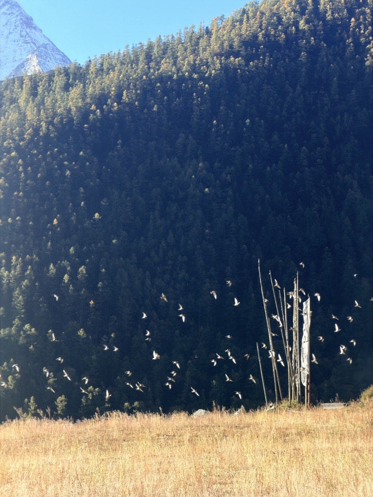 Flock of birds in flight over a golden meadow with prayer-flag poles below a forested slope in Yading.