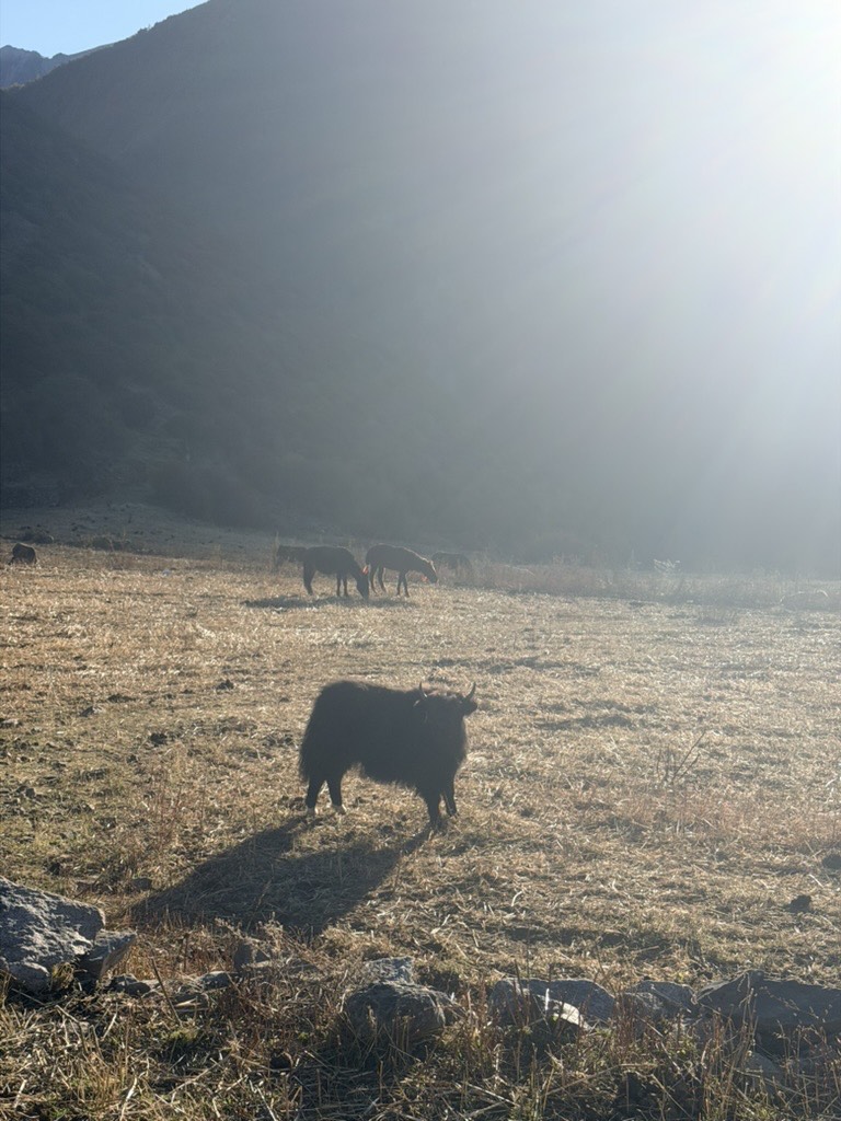 Black yak grazing on a frosted meadow backlit by low sun, with horses and hills behind at Yading Village, Daocheng.