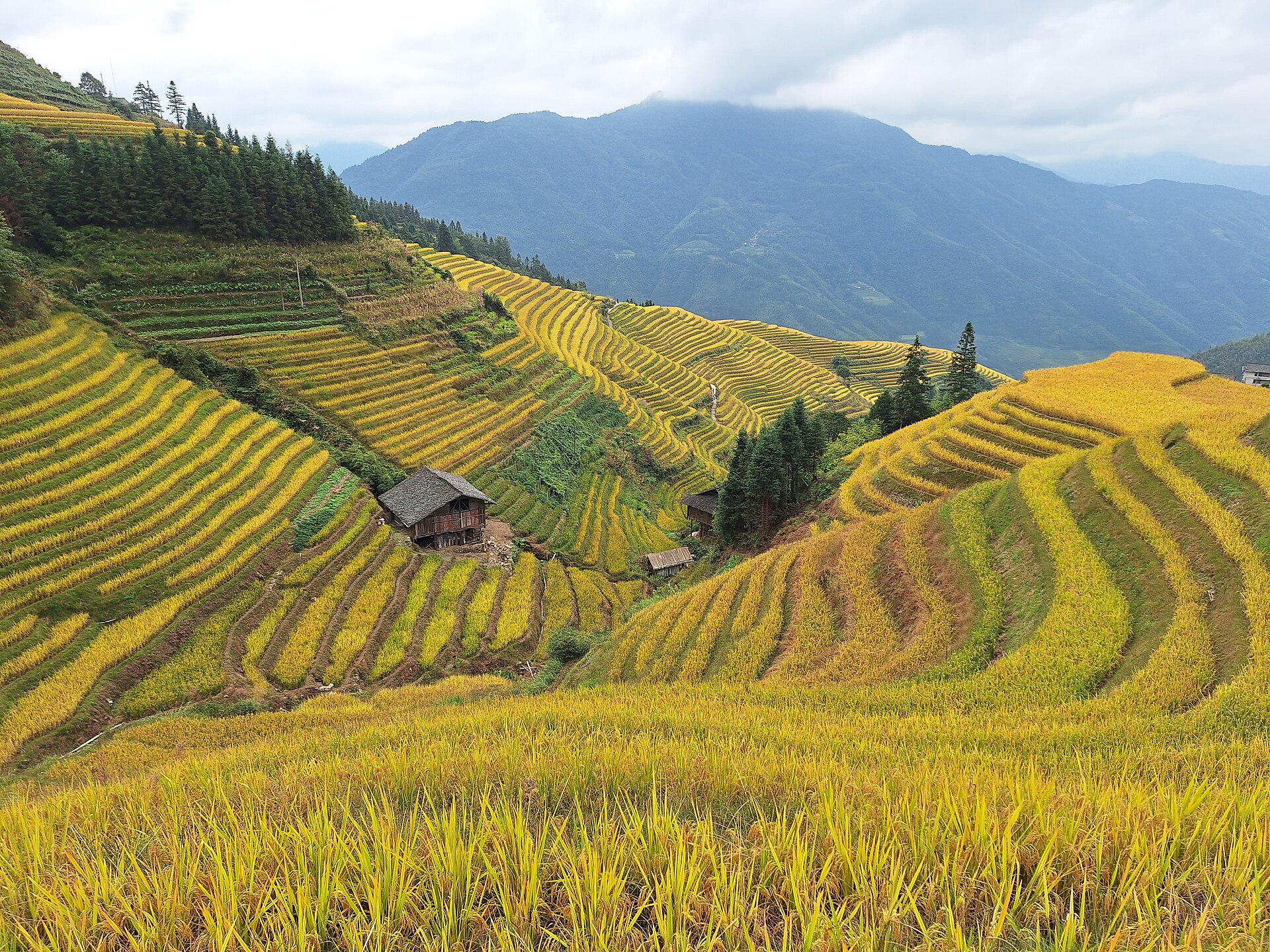 Golden autumn rice terraces of the Dragon's Backbone (龙脊梯田) curving up the hillside around a lone farmhouse, Guilin
