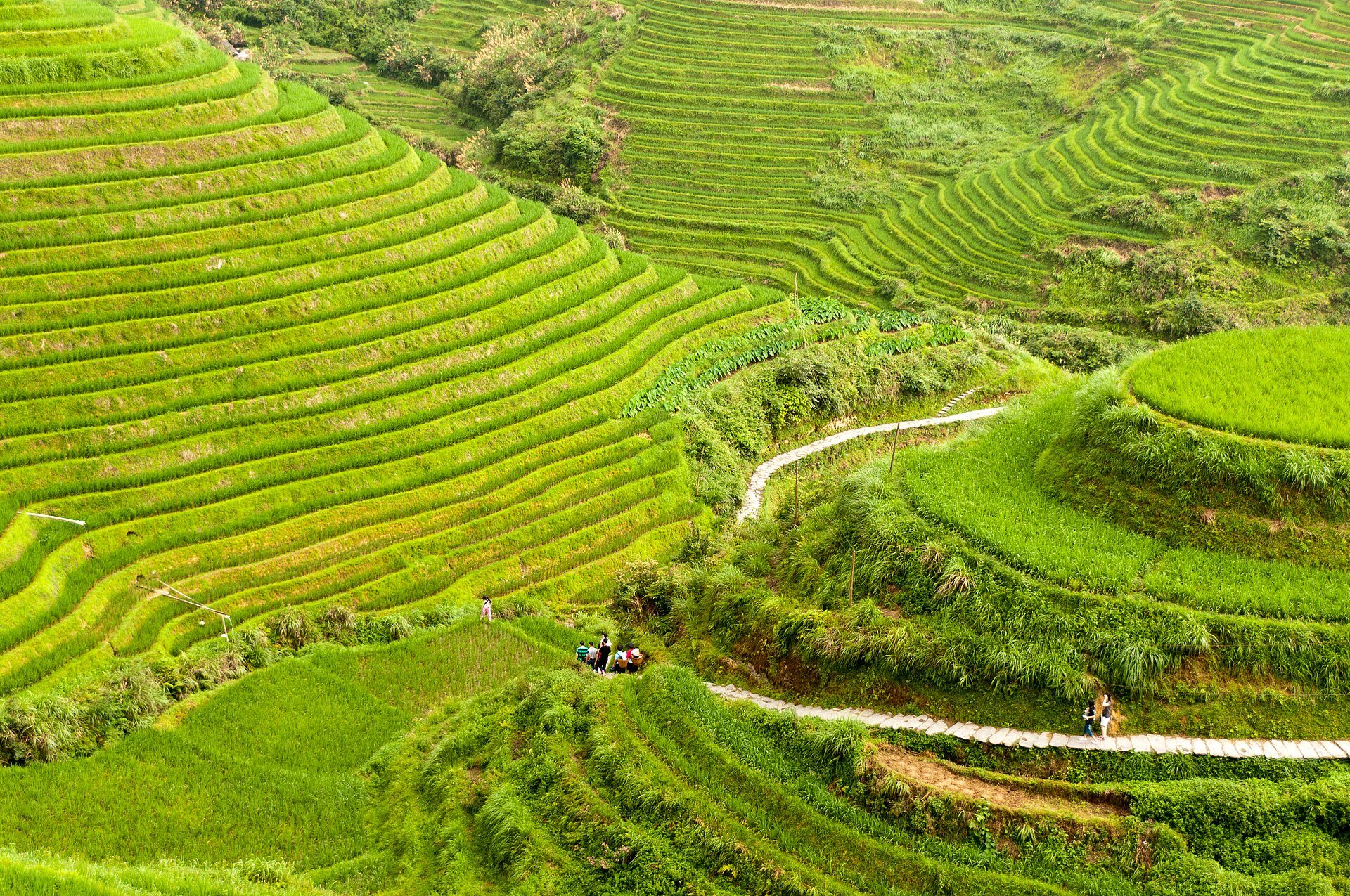 Vivid green summer terraces of Longji (龙脊梯田) layered in ribbons with a footpath threading between them, Guilin