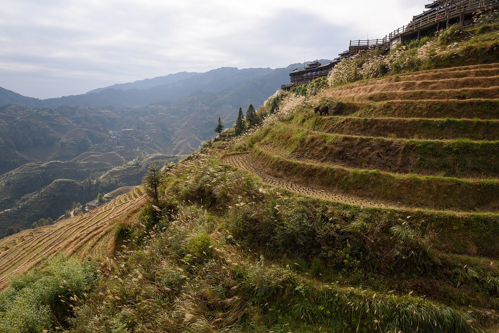 Raking afternoon light picking out the stacked contours of the Longji terraces (龙脊梯田), Guilin