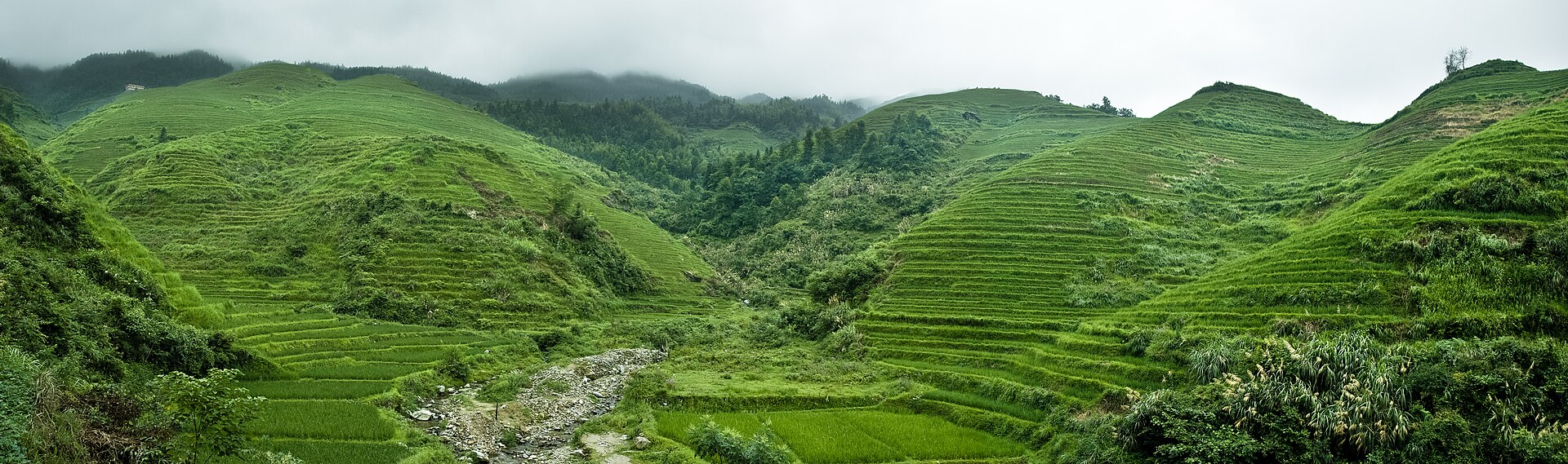 Sweeping green terraced hillsides and a stream-cut valley of the Dragon's Backbone rice terraces (龙脊梯田), Guilin