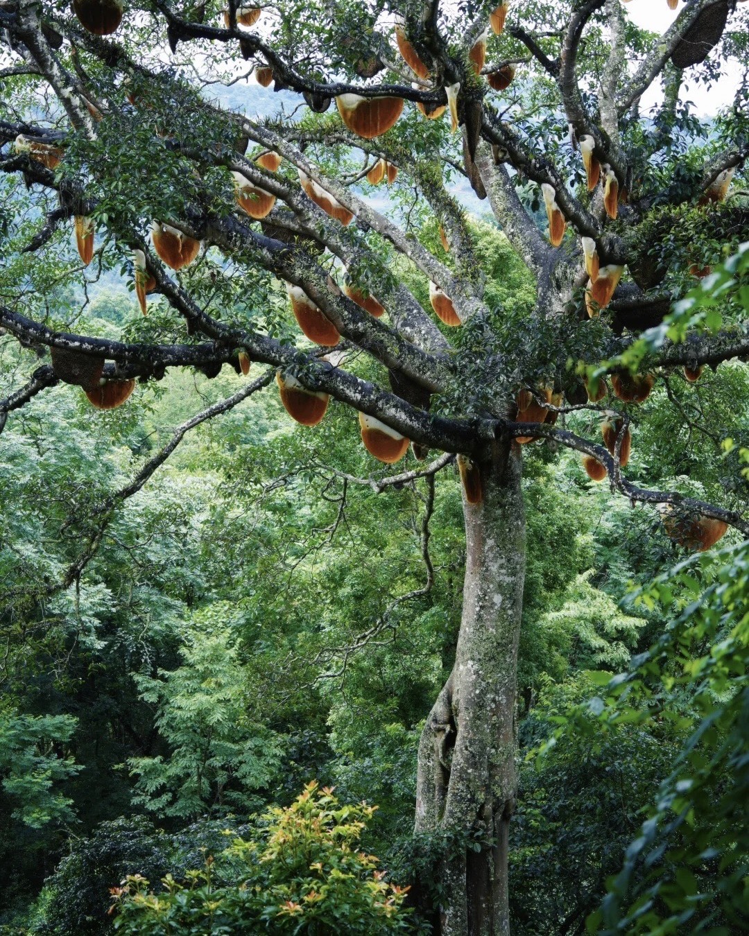 Towering ancient tea tree hung with golden wild honeycombs above dense green forest at Jingmai Mountain.